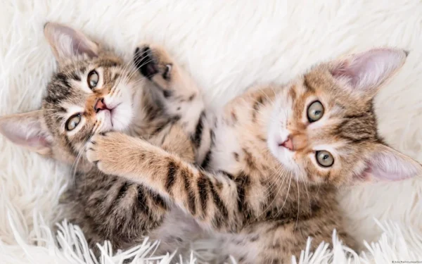 ¿Tener gatos nos hace más felices? Un estudio internacional encuentra una curiosa relación