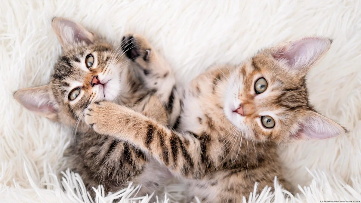 ¿Tener gatos nos hace más felices? Un estudio internacional encuentra una curiosa relación